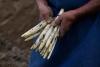 Guided tours through the asparagus fields