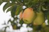 Apple country South Tyrol